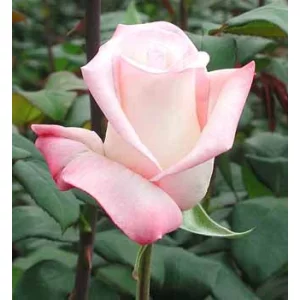 Роза "Анна"(Anna)