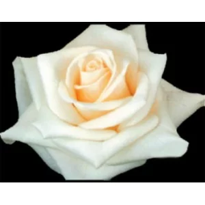 Роза "Близзард"(Blizzard)